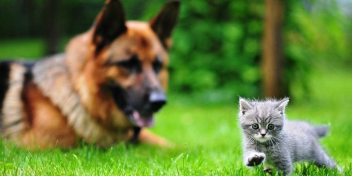 1300x796 Download Mazing Cat and Dog Wallpaper for Samsung Galaxy High