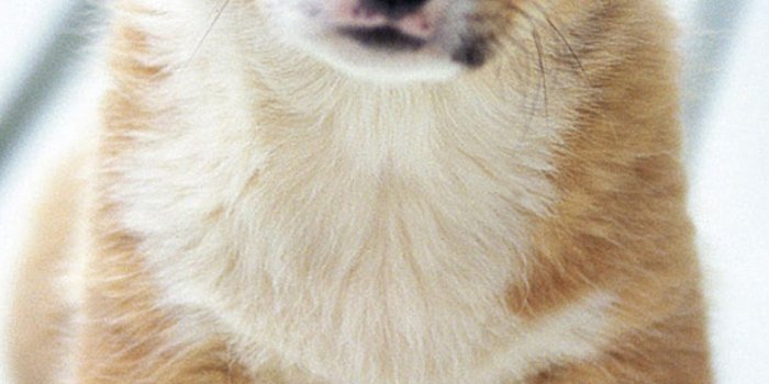 1080x1920 Cool Dog Wallpapers Galaxy wallpaper_Funny Wallpapers_download free