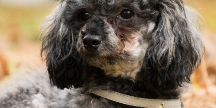 800x1280 Download 800x1280 Wallpaper Cute, Poodle, Autumn, Dog, Samsung