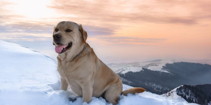 1280x800 Golden Retriever, Snow, Dog Like Mammal, Canidae, Apex Predator