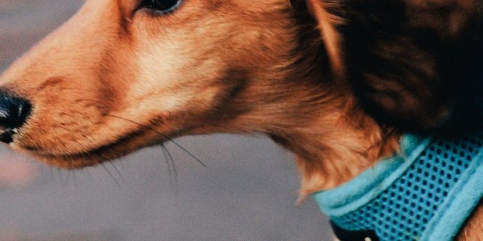 1080x1920 Download-1080x1920-dog-run-ears-Sony-Xperia-Z-ZL-Z-Samsung-Galaxy-S