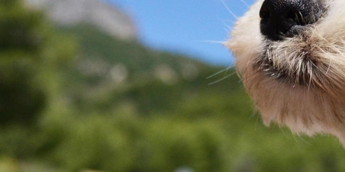 1440x2560 Download Dog, puppy, road, funny, glasses, hair, sky, nature #6978