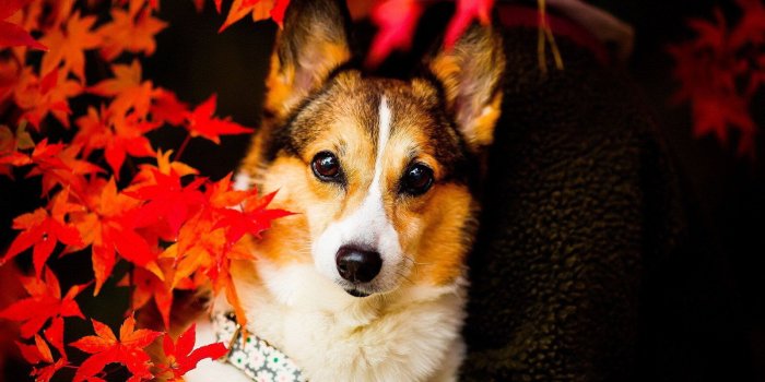 1600x1200 Nature wallpaper - Dogs, Black, Saddlebrown, Chocolate | Wallpaper