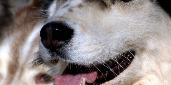 1440x2560 Dog Animals samsung galaxy s6/s7 Wallpapers HD 1440x2560