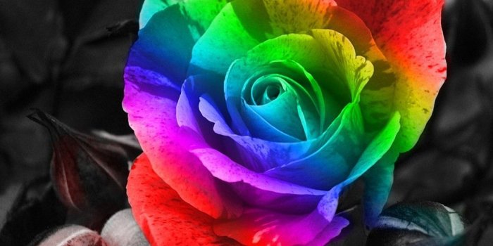 1024x768 Colorful Rose Wallpapers Free:Best Wallpapers HD | Backgrounds
