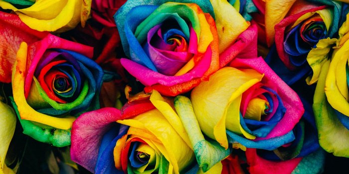3840x2160 50+ Rainbow Roses Wallpapers on WallpaperPlay