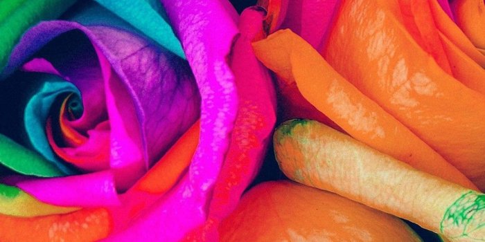 1080x1920 Rainbow Roses Wallpaper (48+ images)
