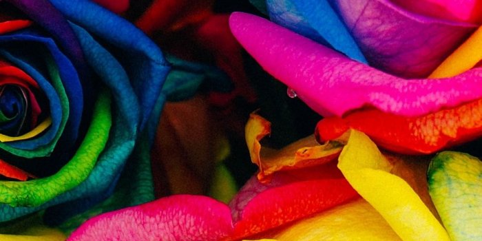 938x1668 Wallpaper Roses, Colorful, Rainbow - Rainbow Roses (#470736) - HD