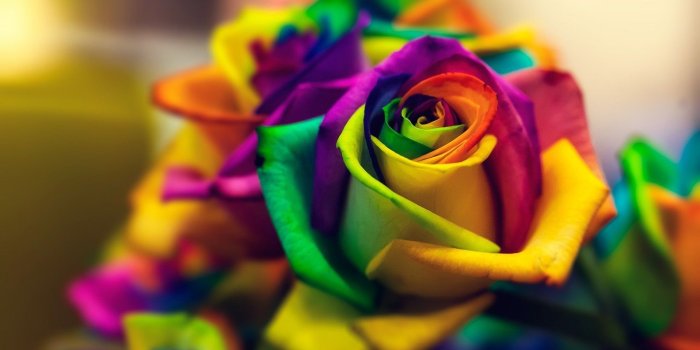 1920x1080 50+ Rainbow Roses Wallpapers on WallpaperPlay