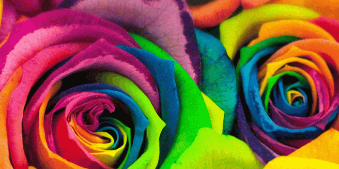 1299x2813 Colorful Flowers | Life in Multi-Color... in 2019 | Rainbow roses