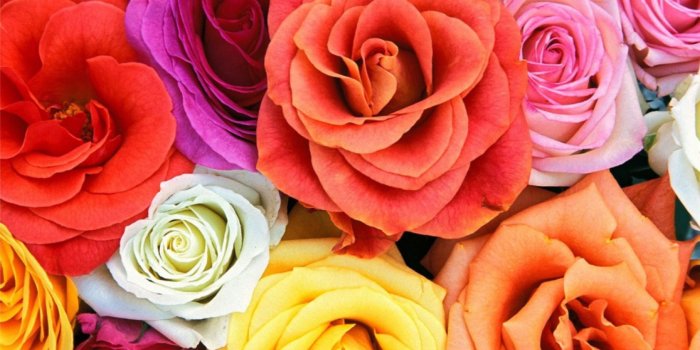 1920x1200 Colorful Roses HD Wallpaper | Background Image | 1920x1200 | ID