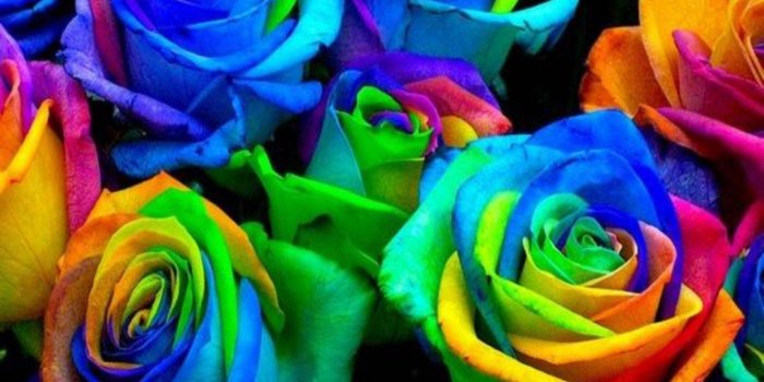 1440x1280 Colorful Roses Wallpaper by Awwthentic - 10 - Free on ZEDGE™