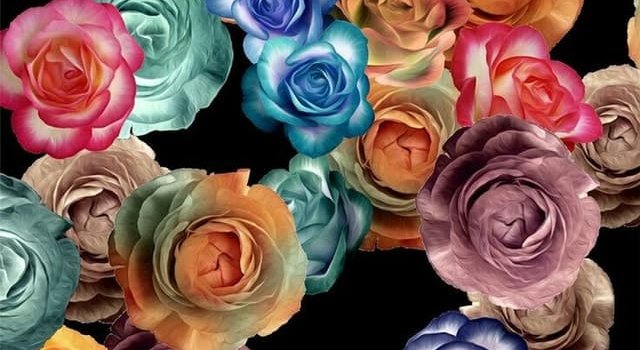 640x1280 Colorful Roses Wallpaper shared by amyjames on We Heart It