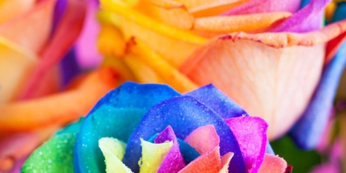 1080x1920 50+ Rainbow Roses Wallpapers on WallpaperPlay