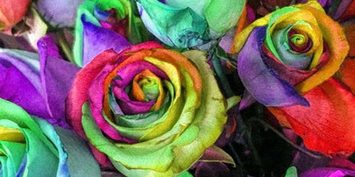 750x1334 Rainbow Roses Wallpaper Phone - genius777.com PRINTABLES