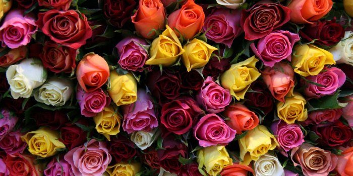 1920x1200 50+ Colorful Roses Wallpapers - Download at WallpaperBro