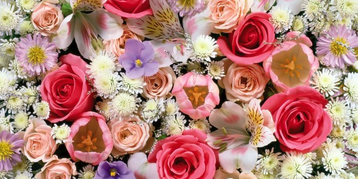 1920x1200 Colorful Roses Desktop Wallpapers - Top Free Colorful Roses Desktop