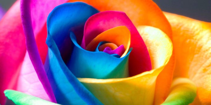 2560x1600 Colorful Rose Wallpapers