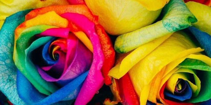 720x1280 Rainbow Roses Wallpaper by DLJunkie - df - Free on ZEDGE™