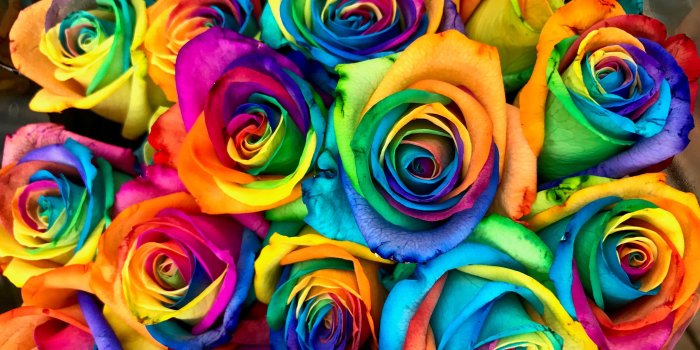 3869x2048 DIY Summer Rainbow Roses | TheThings