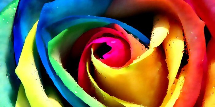 1024x819 Colorful rose wallpaper | Colorful rose wallpaper