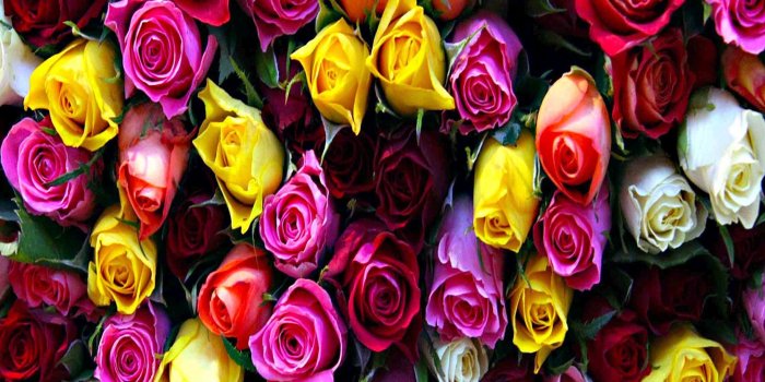 2160x1620 many colorful Roses | WallpaperFool
