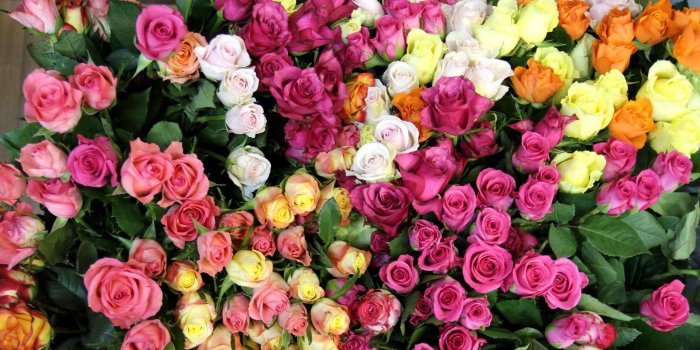 1920x1200 Colorful Roses Wallpapers - San Valentín Para Compartir Free