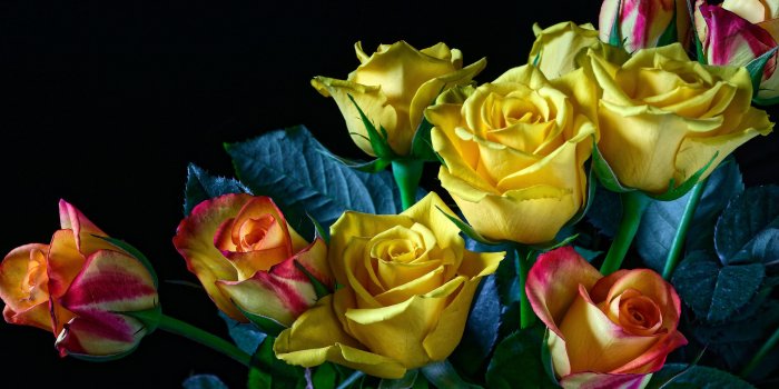 3840x2160 Wallpaper Yellow and colorful roses, black background 3840x2160 UHD