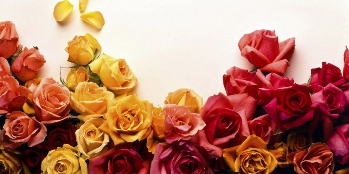 1130x706 Beautiful colorful roses flowers