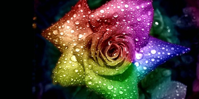2560x1600 Rainbow roses wallpapers Gallery