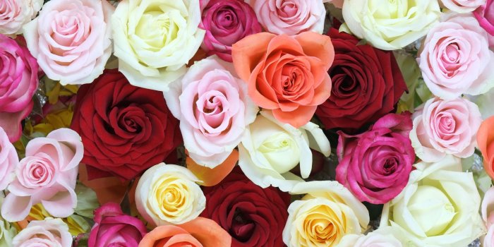 3851x2888 Wallpaper Colorful roses close up 1920x1200 HD Picture, Image
