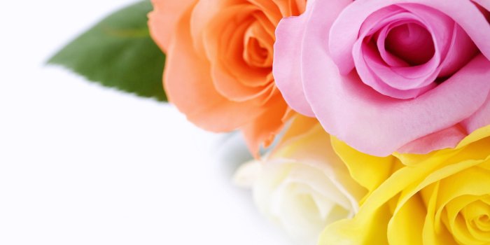 2560x1600 Colorful Roses HD wallpaper