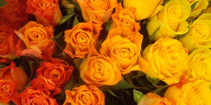 3072x2304 Free photo: Colorful roses wallpaper - Rose, Plants, Roses - Free