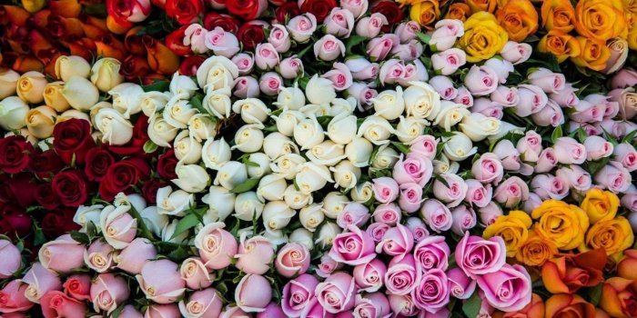 1366x768 1366x768 Pretty Colorful Roses Wallpaper HD