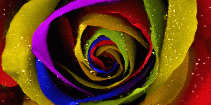 1024x768 Flowers: Rainbow Flowers Wallpaper Rainbow Flowers Colleyville