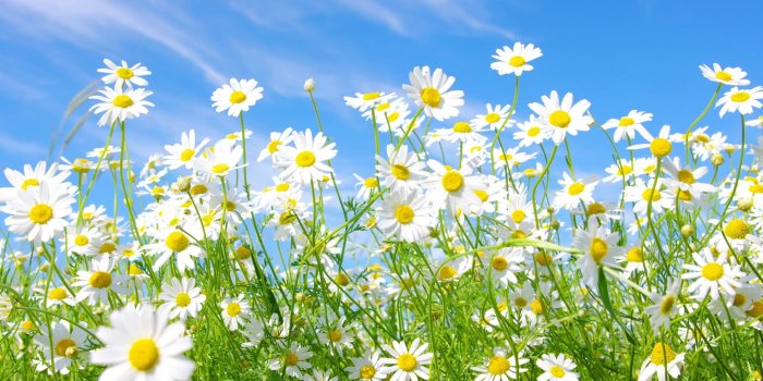 2560x1600 Daisies Meadow Wallpapers Pictures Photos Images | Daisies | Daisy
