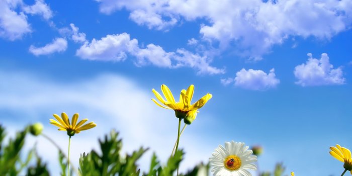 1920x1200 Spring Daisy Wallpaper Spring Nature Wallpapers in jpg format for