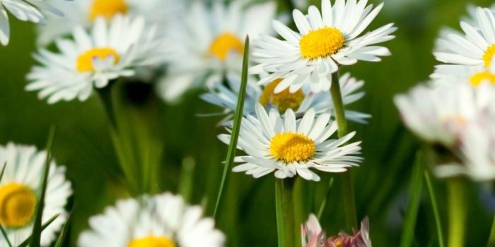 1280x1024 15907 spring daisy flower wallpaper