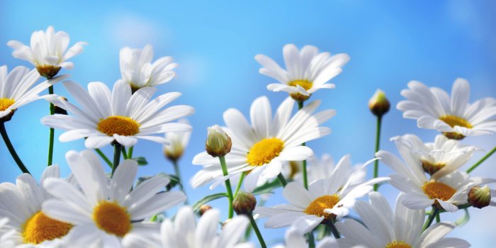 3554x1999 Daisies ❤ 4K HD Desktop Wallpaper for • Dual Monitor Desktops