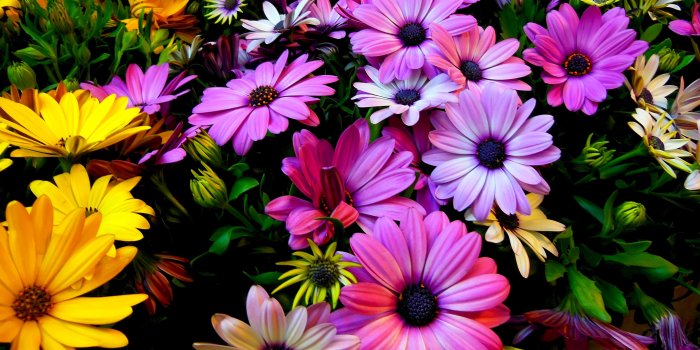 4604x2691 Wallpaper Spring flowers, Daisy flowers, Purple, Yellow, 4K, Flowers