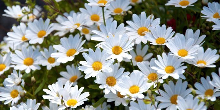 3600x2380 Daisy Wallpapers