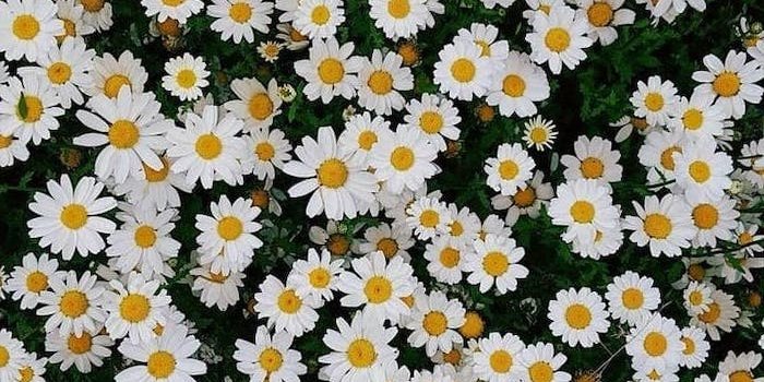 700x1244 ▷ 1001 + spring wallpaper images for your phone and desktop computer