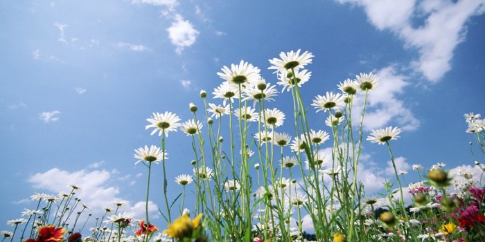 2880x1800 Spring Daisy Flowers - Wallpaper, High Definition, High Quality