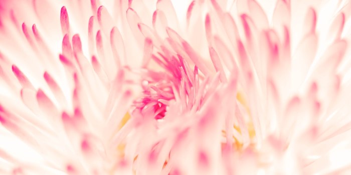 2560x1600 Spring Daisy Flower Wallpapers | Wallpapers HD