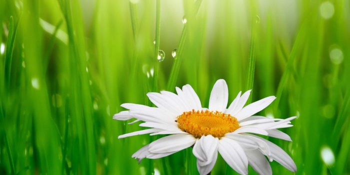 1332x850 Wallpaper grass, drops, flowers, freshness, Rosa, green, beauty