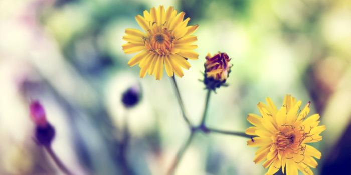 2560x1600 Yellow Spring Daisy Wallpaper [2560x1600]