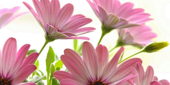 1920x1200 Pink Daisies Wallpaper Flowers Nature Wallpapers in jpg format for