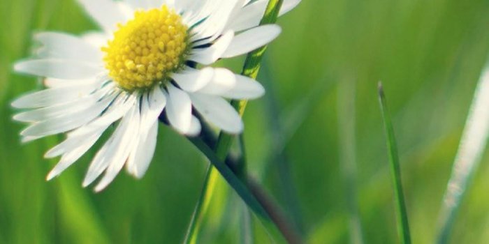 1080x1920 Spring Daisy Flower iPhone 6+ HD Wallpaper HD - Free Download