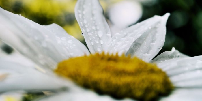 1575x1050 2865699 1575x1050 spring flowers rain tulips fresh daisy wallpaper