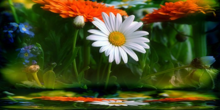 4063x2546 Flower Flowers Spring Water Reflection Daisy Wallpapers Gallery